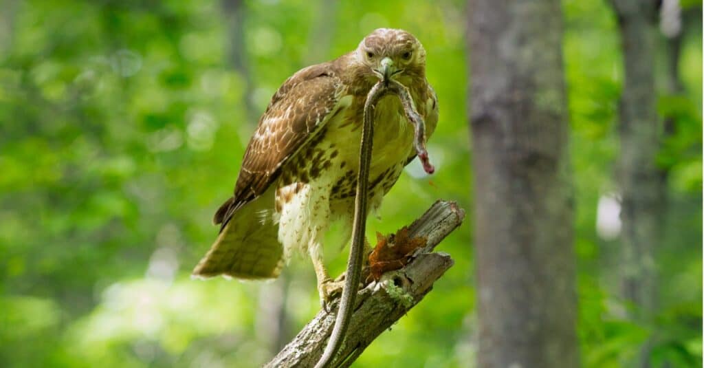 falco dalla coda rossa con serpente giarrettiera nel becco