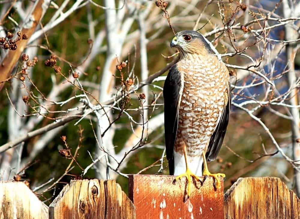 Sparviero di Cooper adulto appollaiato su una staccionata del cortile invecchiata, vicino ad alberi spogli