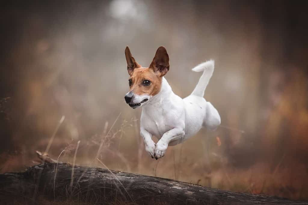 Divertente cane jack russell terrier che salta sopra un albero caduto nella foresta autunnale