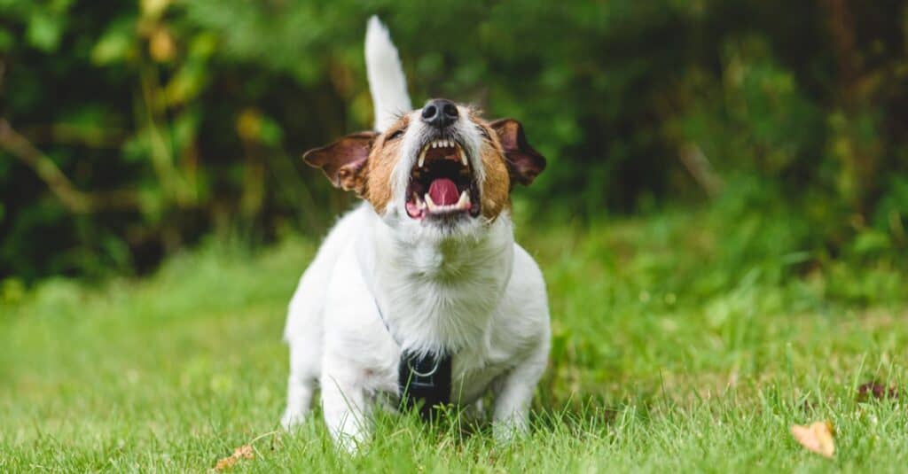 Jack Russell abbaia fuori