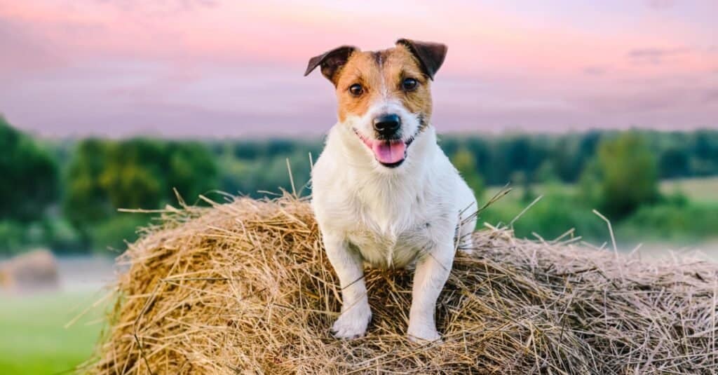 jack russell terrier su pagliaio