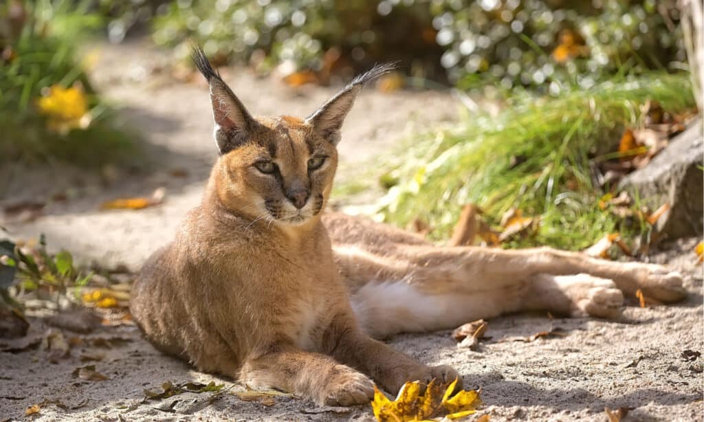 I caracal sono pericolosi per gli esseri umani