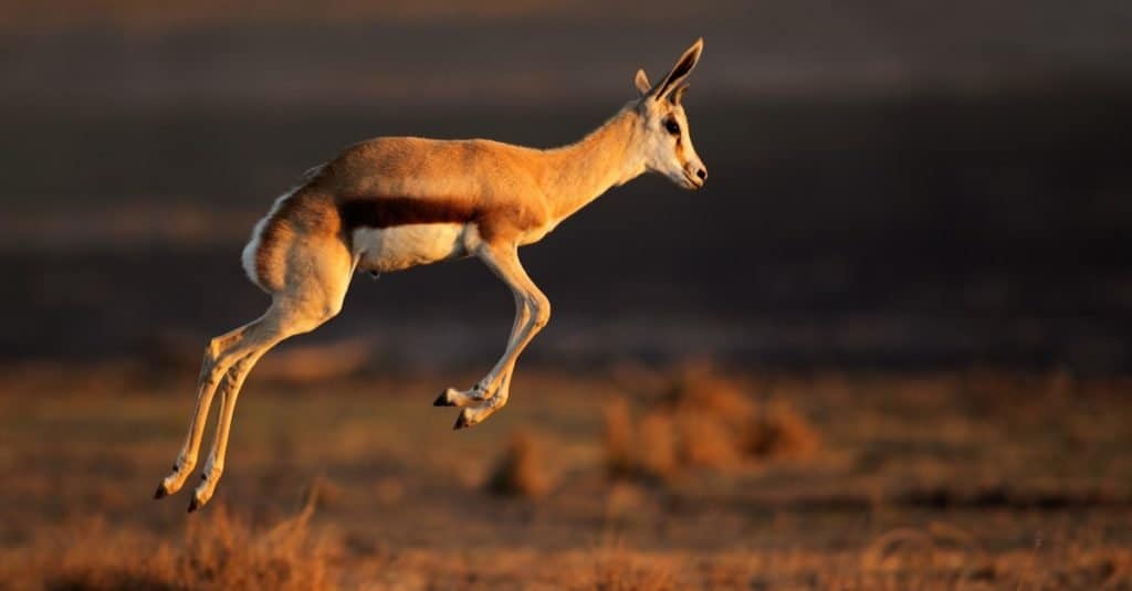 Antilope saltante (Antidorcas marsupialis) che salta, Sudafrica