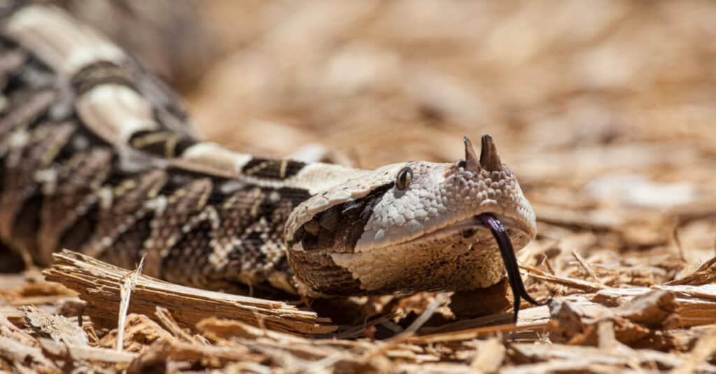 Vipera del Gabon