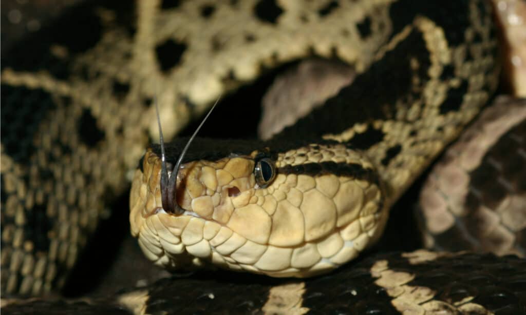 I serpenti più velenosi - Il serpente Fer-de-lance