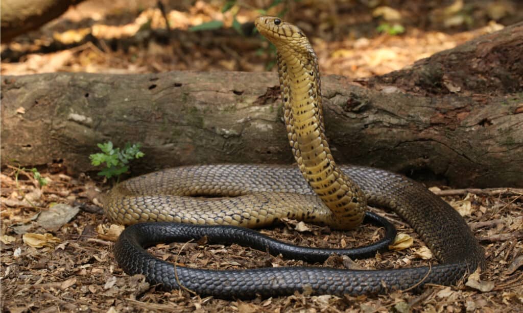 I morsi di serpente più letali - Cobra della foresta (Naja melanoleuca)