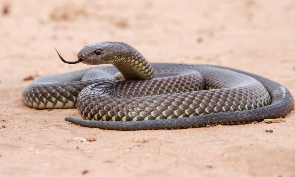 serpente mulga