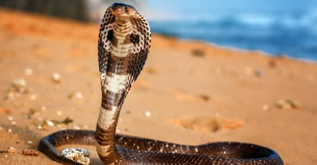 I serpenti più grandi: il cobra reale