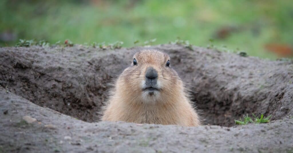 marmotta contro gopher