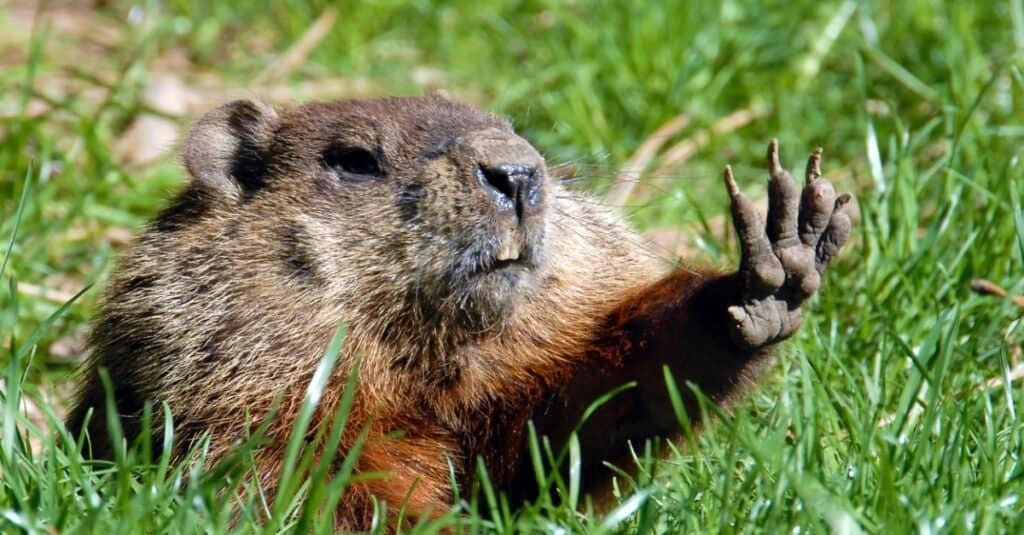 marmotta contro gopher