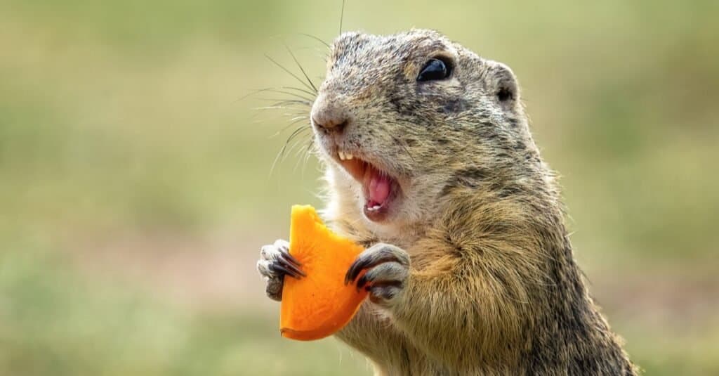 marmotta contro gopher