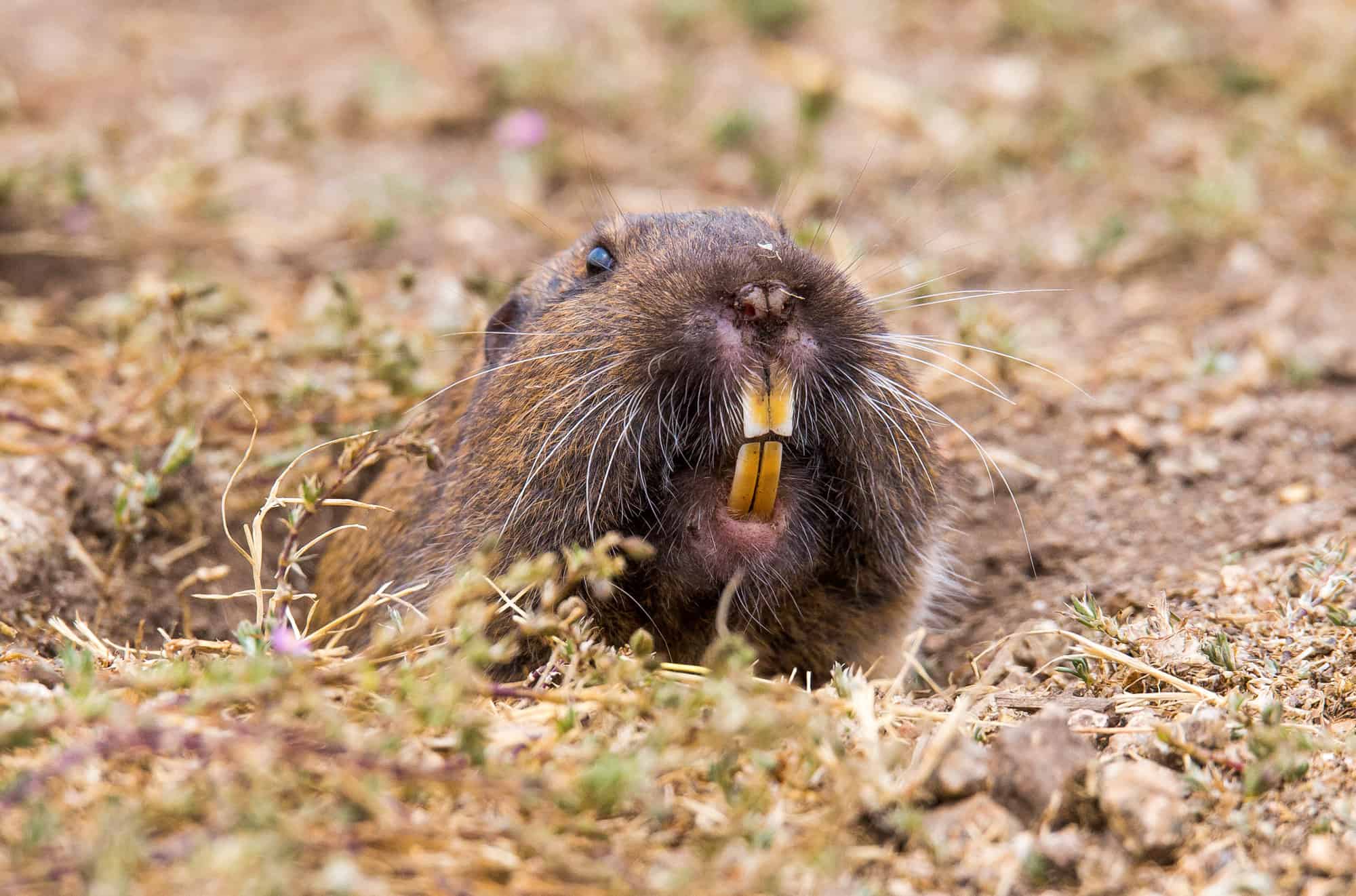 marmotta contro gopher