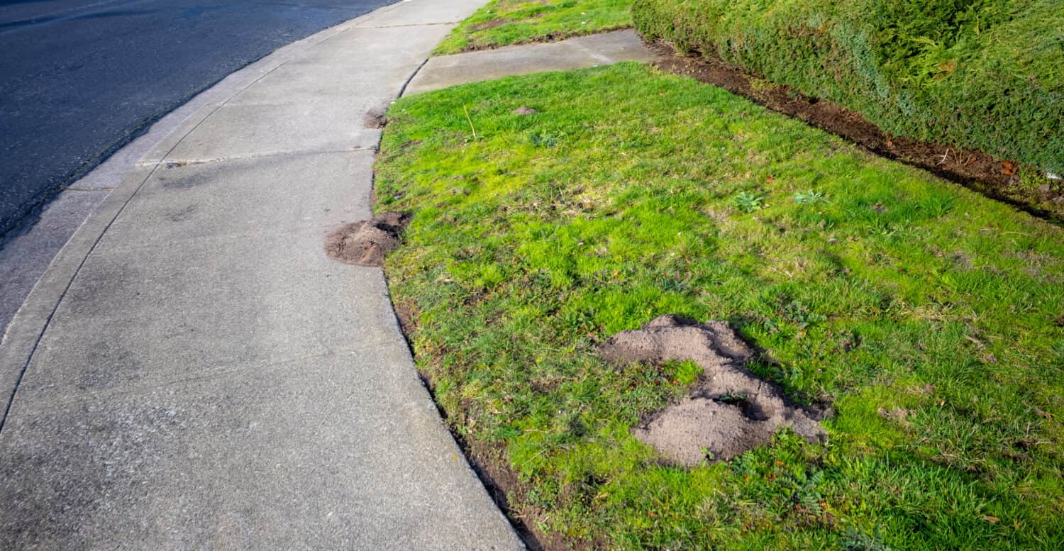 I gopher costruiscono cumuli in un prato della California.