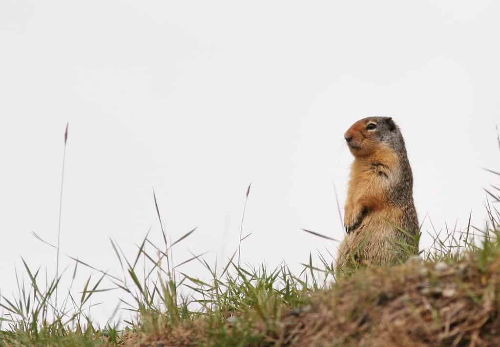 marmotta contro gopher