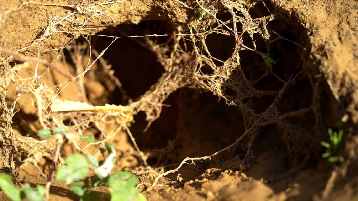 Città degli animali. Colonia di Fokskholds sui pendii delle colline montuose. Colonia di animali selvatici. Sistema di passaggi sotterranei e buchi. Tracce di animali selvatici. Tana di marmotte