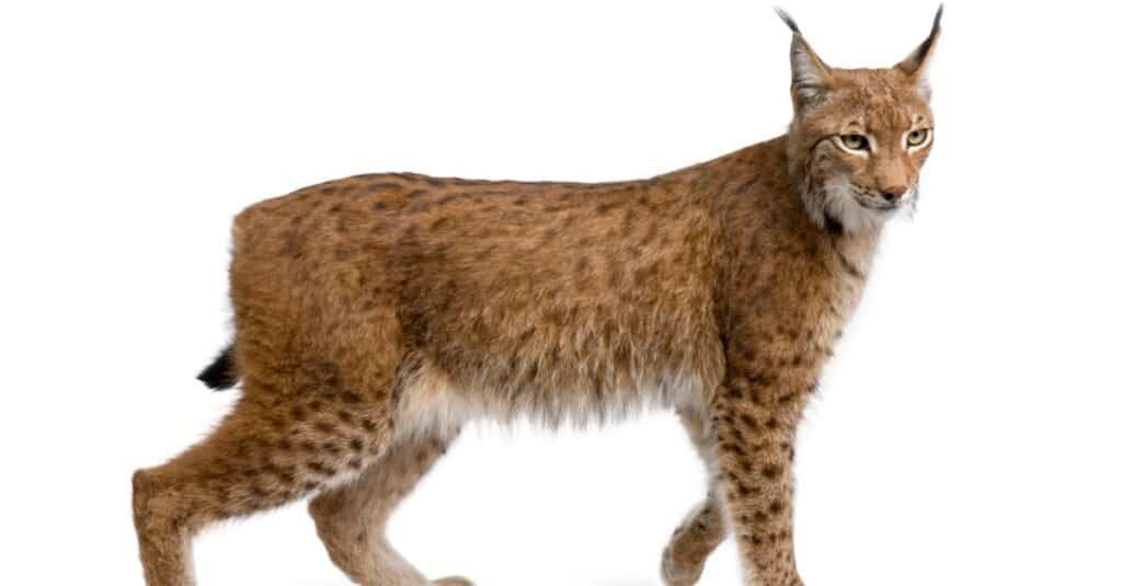 lince eurasiatica isolata