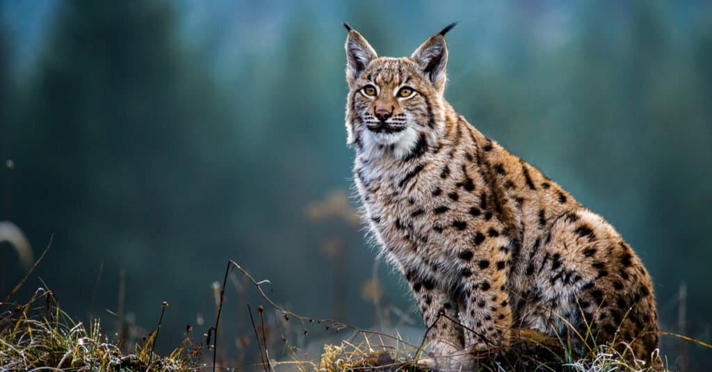 Lince eurasiatica seduta nei boschi