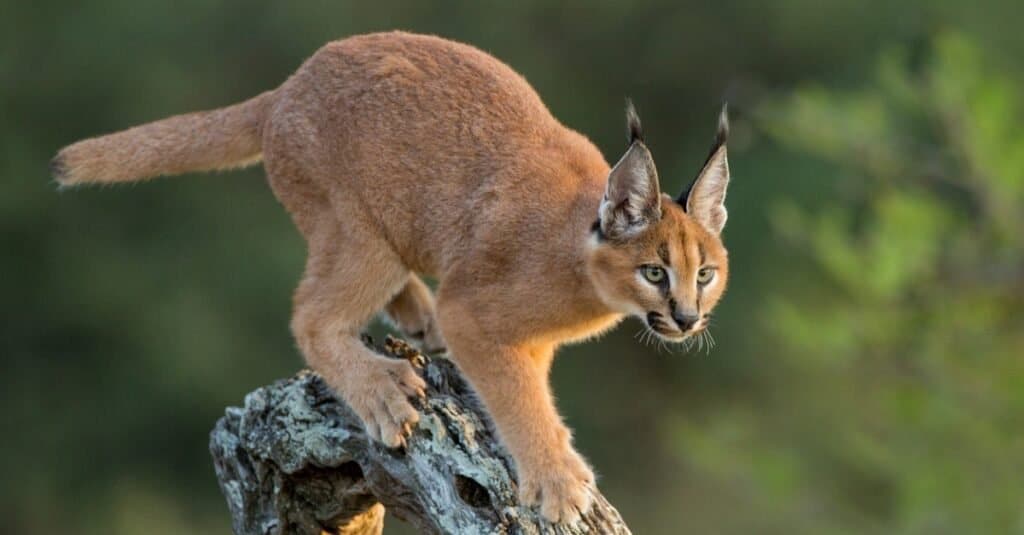 Tipi di gatti selvatici - Caracal