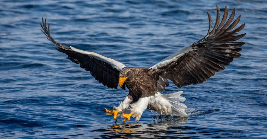 I più grandi rapaci - Aquila di mare di Steller