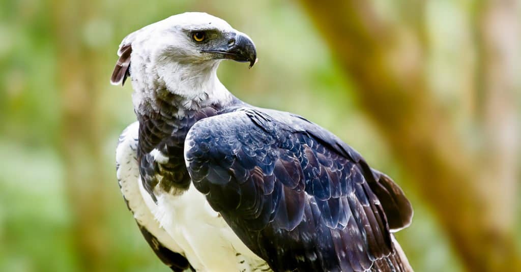 I più grandi rapaci - Aquila arpia