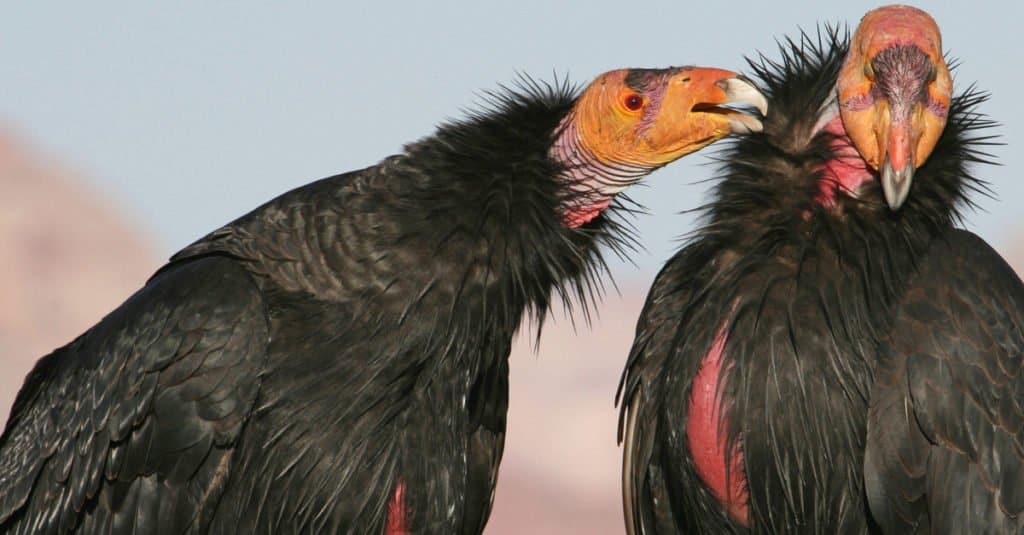 I più grandi rapaci - Condor della California