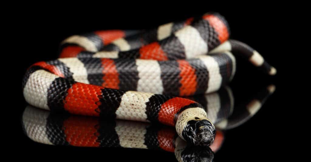 Cosa mangiano i serpenti del latte - Campbell's Milk Snake