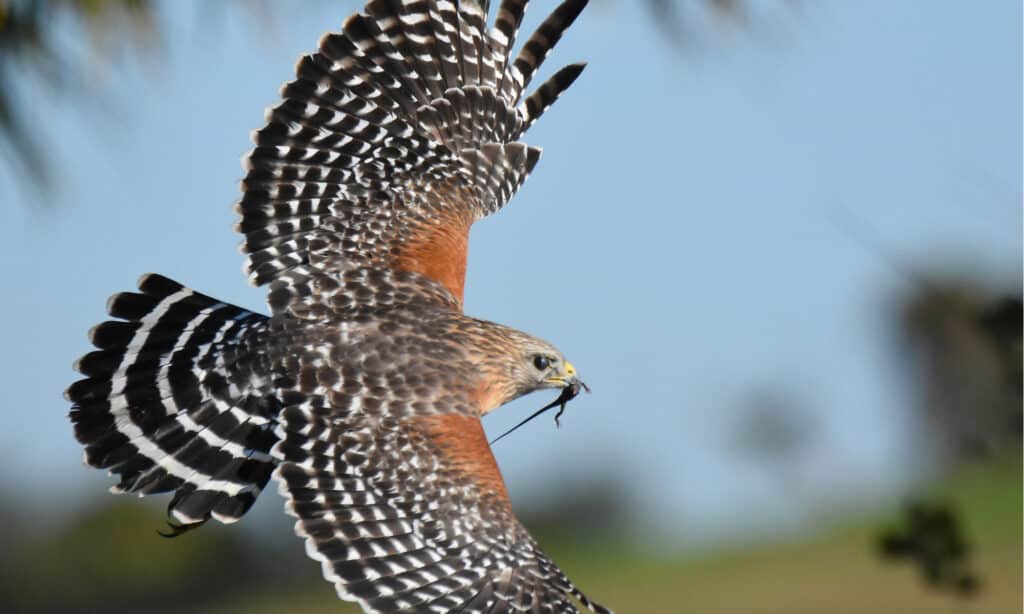 falco dalla spalla ed contro falco di Cooper