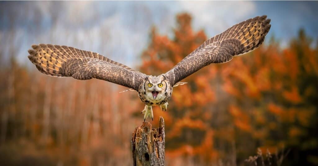 un gufo cornuto, al centro dell'inquadratura, che vola verso la telecamera. Le enormi ali del gufo sono spiegate in volo. L'uccello è di diverse tonalità di marrone, con una faccia più chiara. Alberi con fogliame autunnale di rosso, oro e marrone completano lo sfondo.