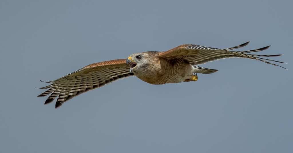 Gli uccelli più veloci del mondo: la poiana dalla coda rossa