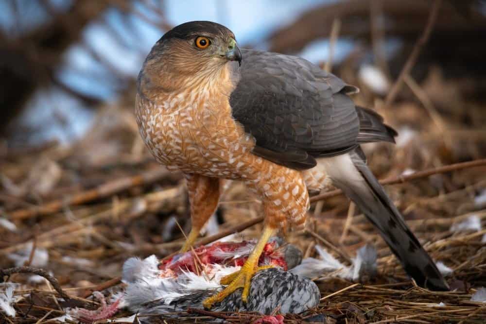 Falco di Cooper con preda fresca