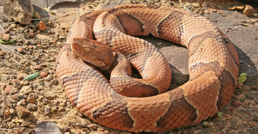 Le squame del Copperhead sono carenate e i suoi occhi hanno pupille verticali che li fanno assomigliare a quelli dei gatti.