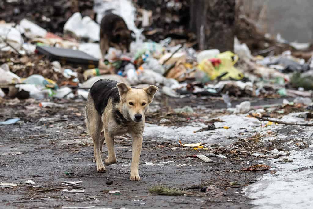 cani randagi infelici si nutrono in una discarica cittadina