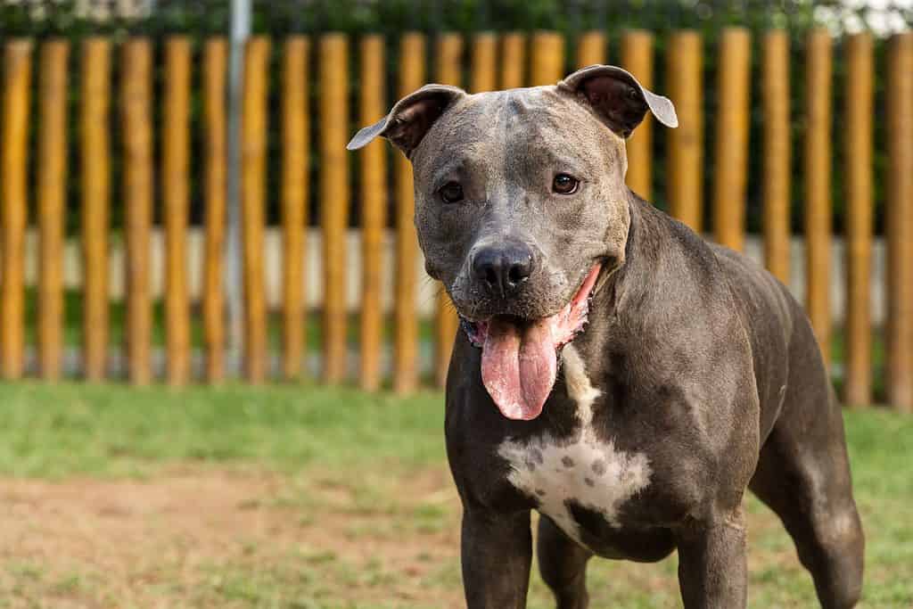 Pit Bull dal naso blu nel cortile