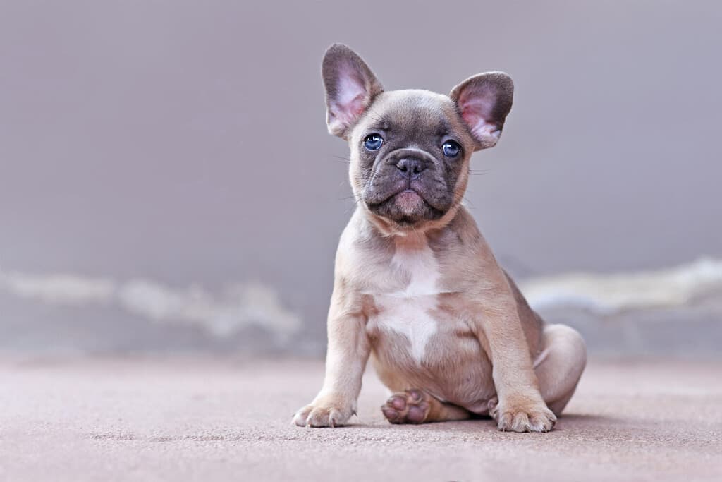 Adorabile cucciolo di bulldog francese color lilla con occhi azzurri su sfondo grigio