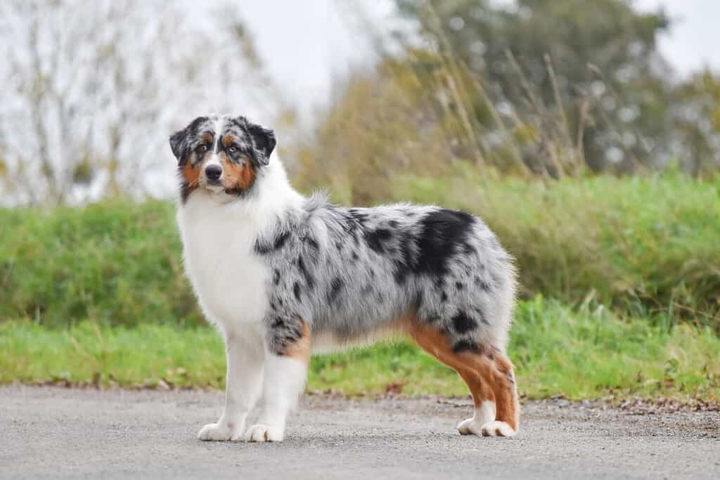 Il cane pastore australiano è in piedi di lato in piena crescita e guarda la telecamera