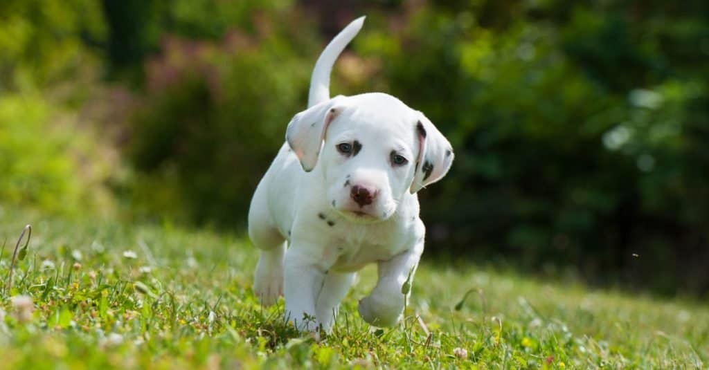 Fatti sui cani per bambini: dalmata