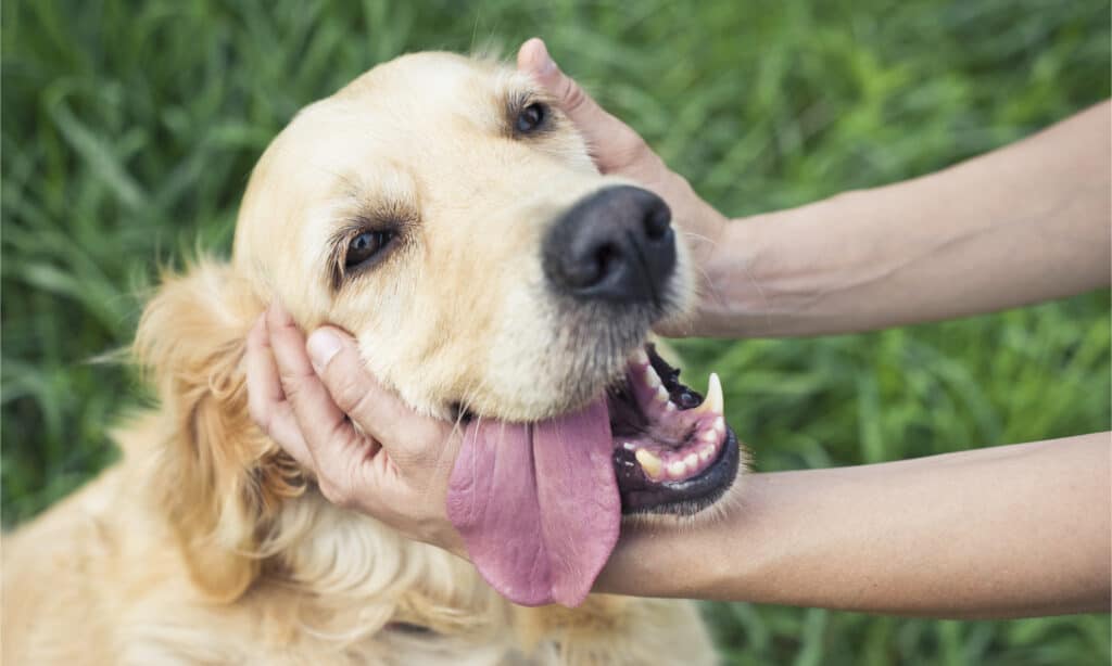 Accarezzare la testa di un golden retriever