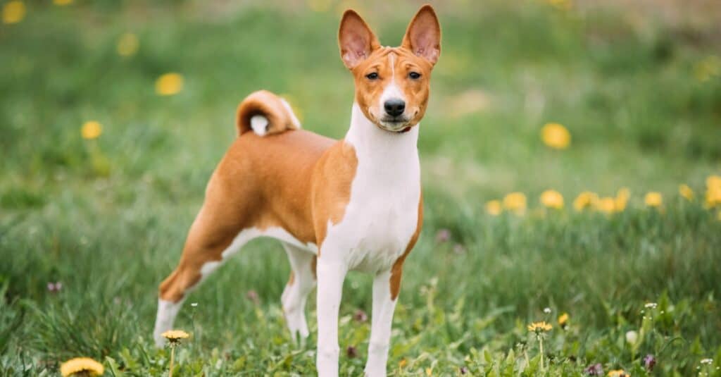 Basenji in piedi nel campo