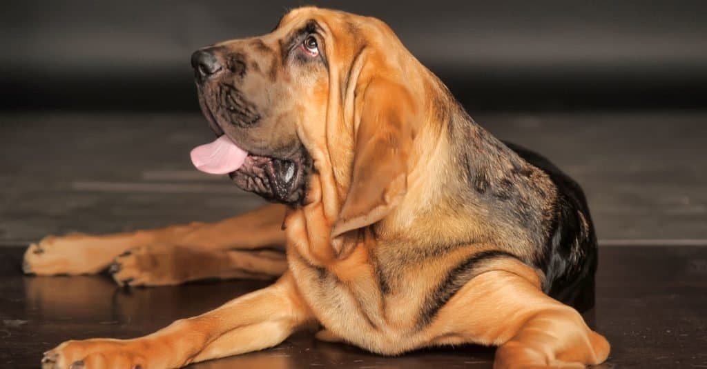 Fatti sui cani per bambini: Bloodhounds