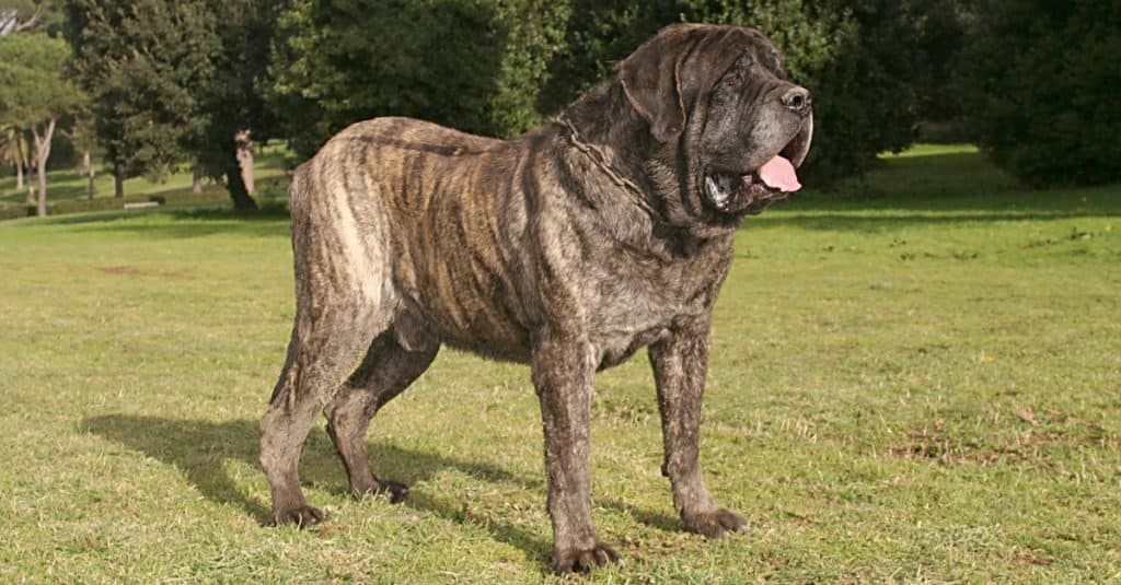 Razze di cani più grandi: Mastino