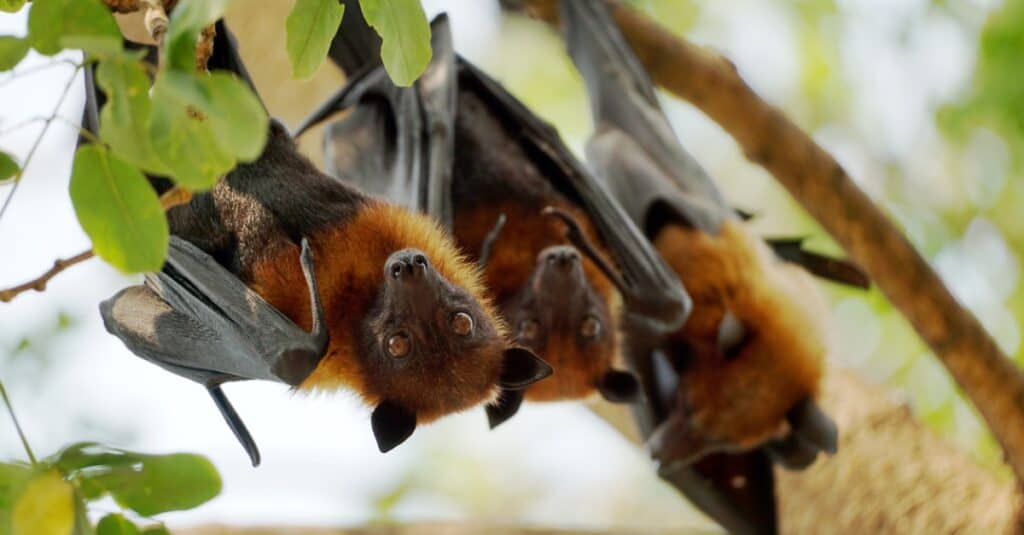 pipistrelli appesi a testa in giù