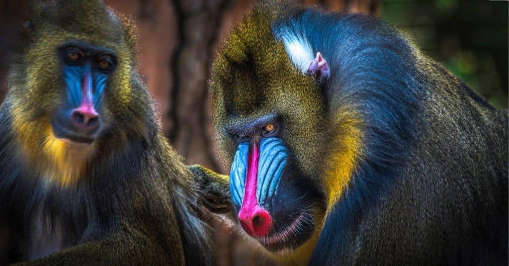 Gli animali più colorati: il mandrillo