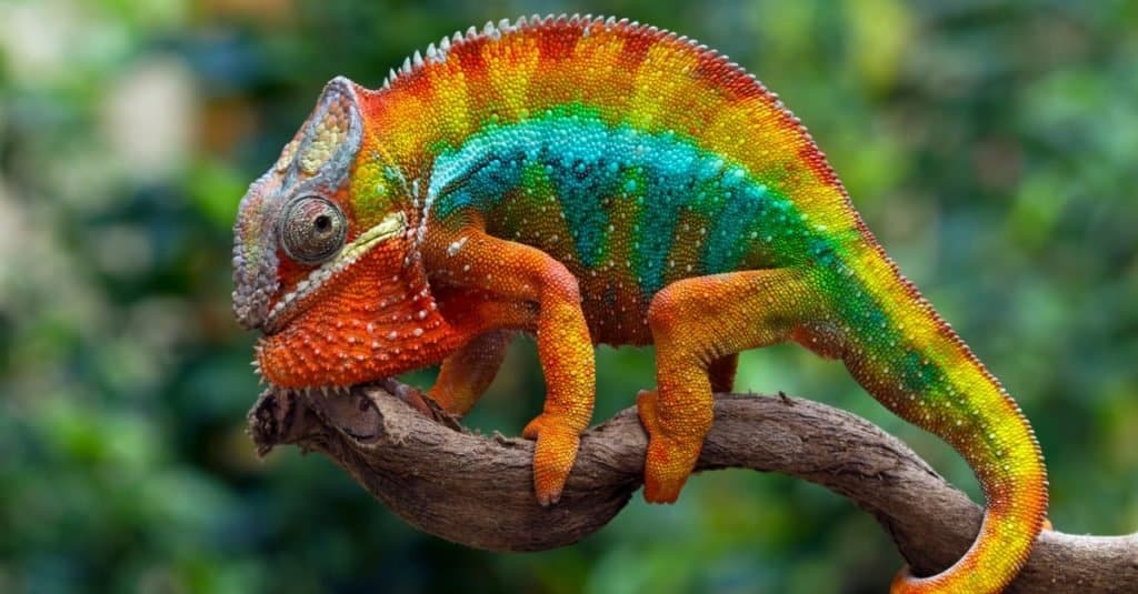 Gli animali più colorati: il camaleonte pantera