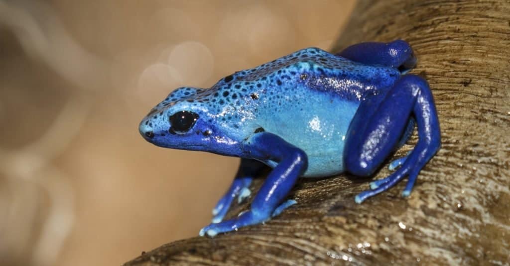 Gli animali più colorati: la rana freccia blu