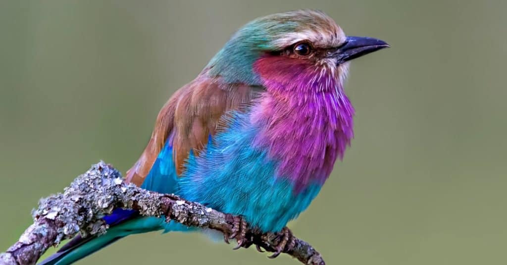 Gli animali più colorati: il rullo dal petto lilla