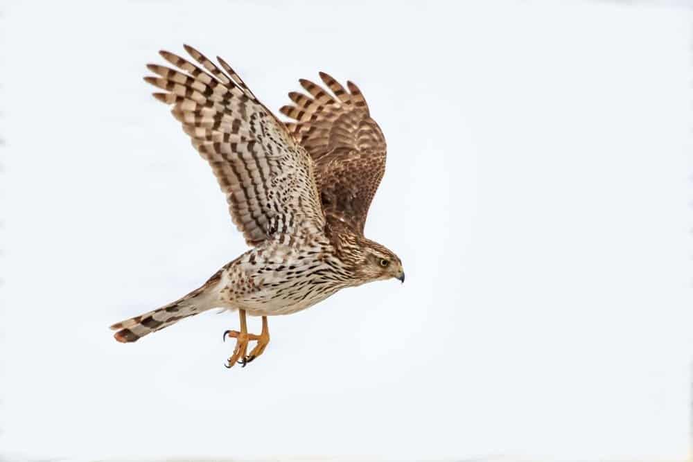 Un falco di Cooper su uno sfondo bianco