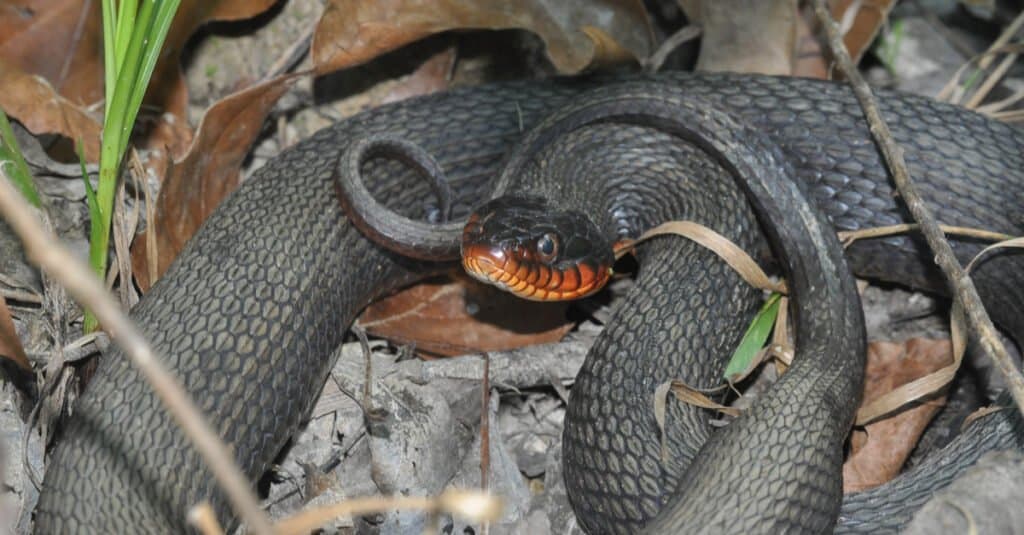 Serpente d'acqua dal ventre color rame (Nerodia erythrogaster neglecta) - Serpente d'acqua dal ventre color rame