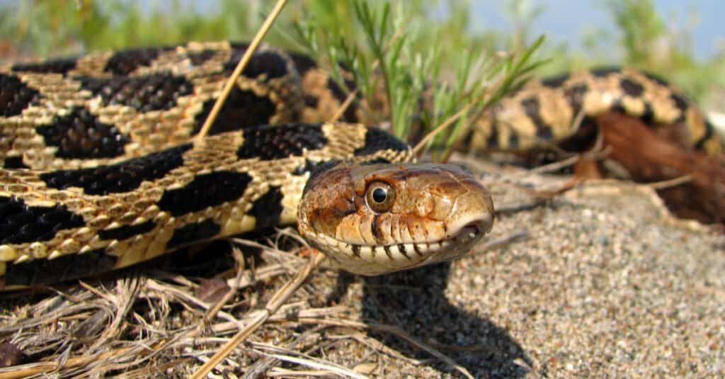 Serpente volpe orientale (Pantherophis gloydi)