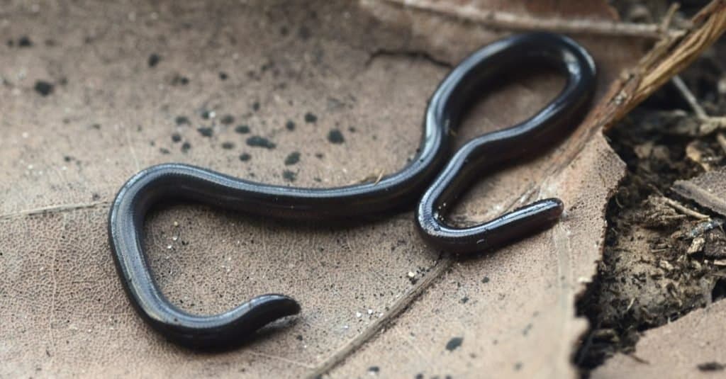 Serpenti più piccoli: serpente cieco Brahminy