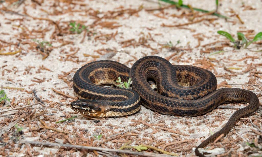 Serpente della palude salata del Golfo